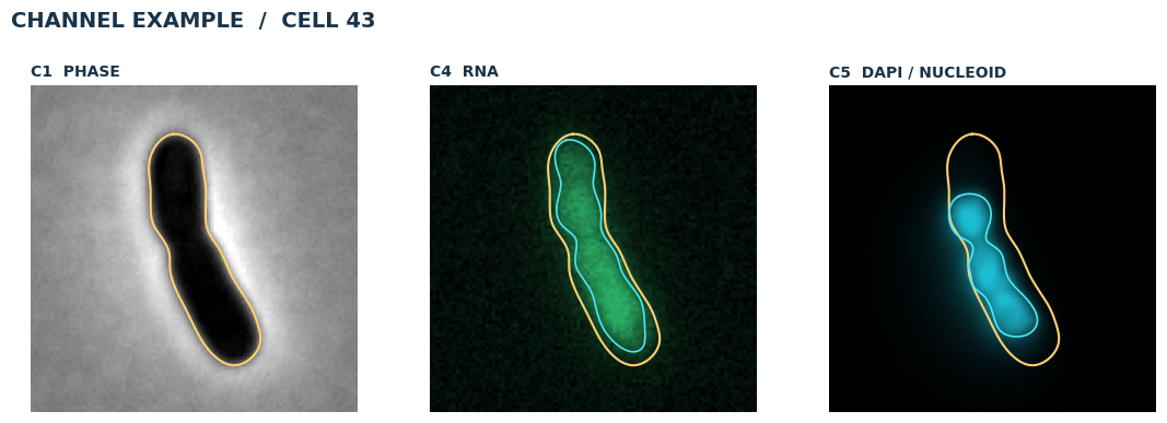 5.2 Visualize object channels