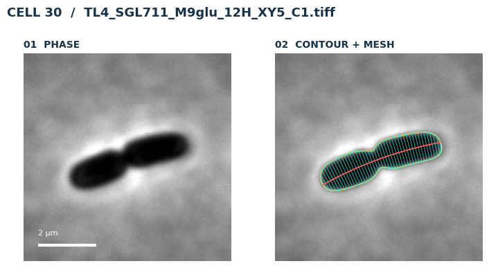Choose a cell to inspect
